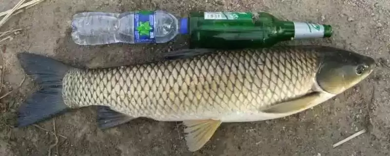 5-10斤草鱼好不好钓(在不同水域钓5-10斤草鱼的难易程度如何呢)-会东网