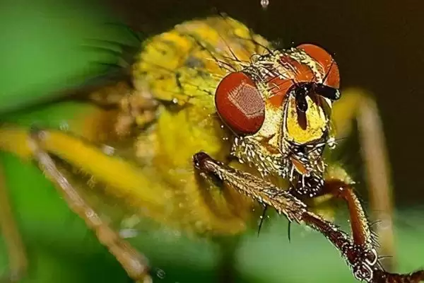 赤眼蜂可以防治害虫的原因(赤眼蜂能防治害虫的原因是什么呢)插图2