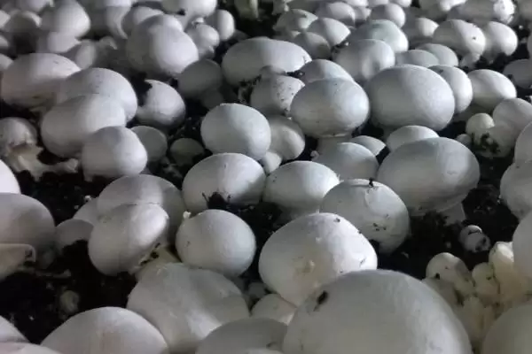 2023年种山药利润(2023年种山药利润可观的原因和种植要点有哪些)插图3