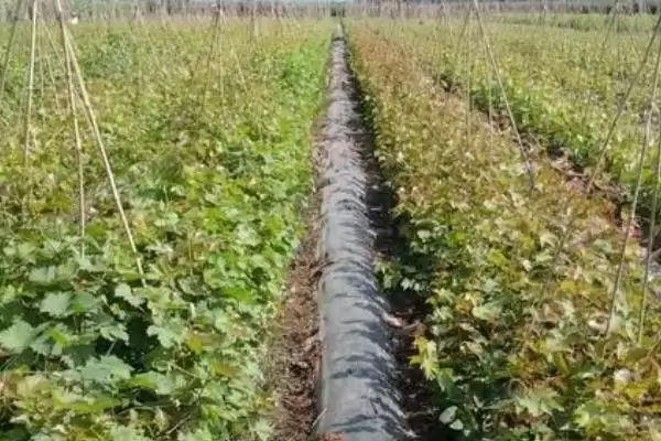 阿捷玫瑰葡萄特点(阿捷玫瑰葡萄果实好但生长周期长的优劣势分析)插图3 阿捷玫瑰葡萄特点(阿捷玫瑰葡萄果实好但生长周期长的优劣势分析)插图3