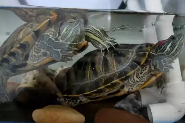 巴西龟冬眠覆盖物讲究(巴西龟冬眠盖盆栽泥或干草的讲究和注意事项)插图3