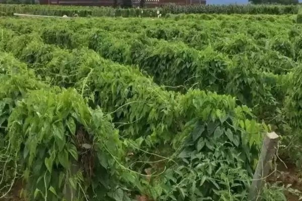 2023年种山药利润(2023年种山药利润可观的原因和种植要点有哪些)插图4