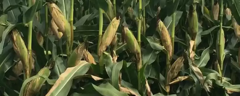 德育919玉米品种简介(德育919玉米品种情况如何)插图 德育919玉米品种简介(德育919玉米品种情况如何)插图