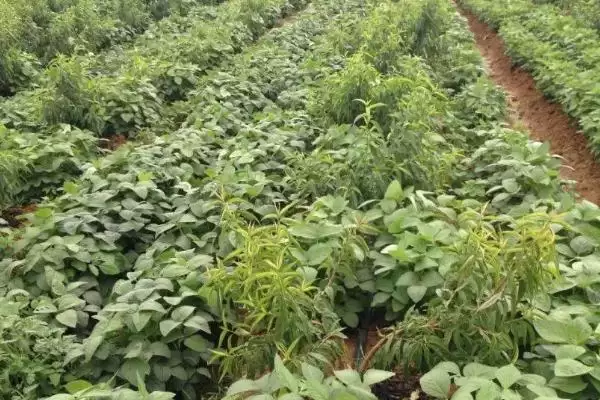 桂春豆103大豆种子特征特性(桂春豆103种子纯度、抗逆、产量呢)插图3