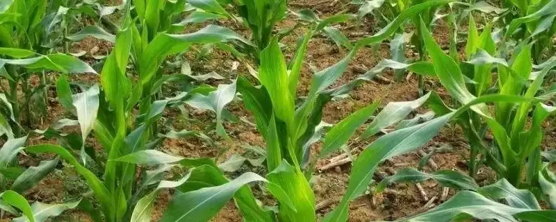 D309玉米种子出苗至成熟127天的生长周期介绍-会东网