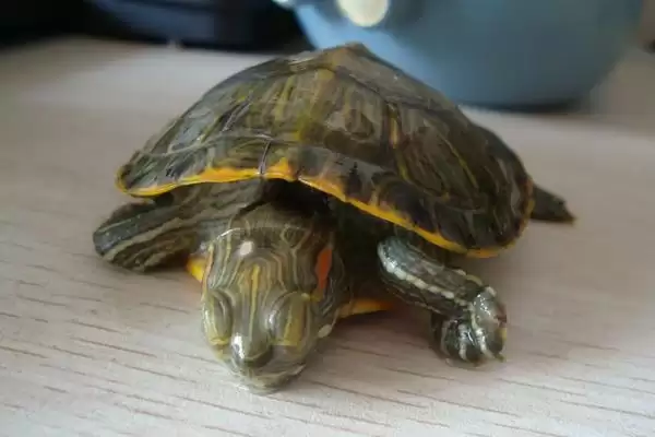 巴西龟冬眠饲养方法(巴西龟冬眠科学饲养方法及其对龟健康的影响)插图2 巴西龟冬眠饲养方法(巴西龟冬眠科学饲养方法及其对龟健康的影响)插图2