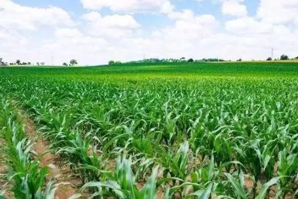 C47玉米种子选择肥力好地块种植的关键原因插图1 C47玉米种子选择肥力好地块种植的关键原因插图1