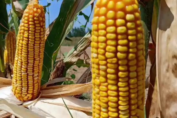 中抗茎腐病的M1833玉米种子,特性究竟怎样?插图2 中抗茎腐病的M1833玉米种子,特性究竟怎样?插图2