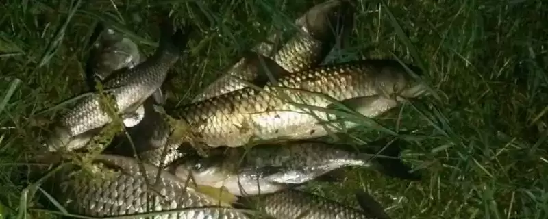草鱼能否夜钓(草鱼在夜间是否适合垂钓呢)-会东网