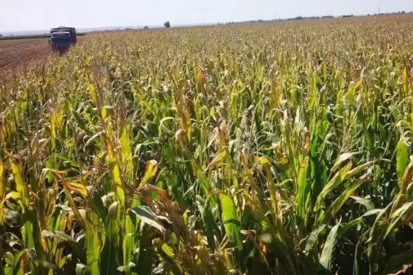 ZH718玉米种子介绍，中抗茎腐病的优势插图1