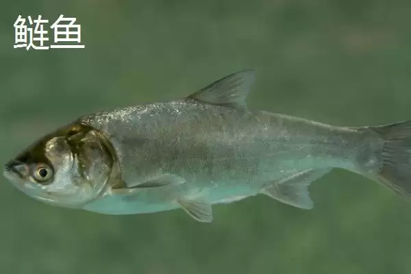 5号新关东钩搭配什么子线(5号新关东钩搭配哪种规格的子线比较合理呢)插图6 5号新关东钩搭配什么子线(5号新关东钩搭配哪种规格的子线比较合理呢)插图6