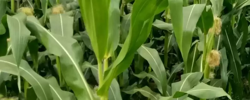 放赤眼蜂防治玉米螟的M979玉米品种,特性是啥?-会东网