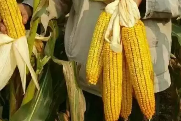 大地6号玉米品种简介(大地6号玉米品种介绍要点有哪些呢)插图3