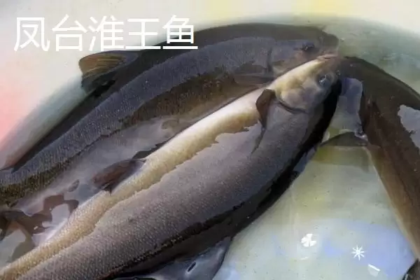 萧县为人熟知的特产 (萧县高滩萝卜久负盛名的种植和品质优势在哪)插图7