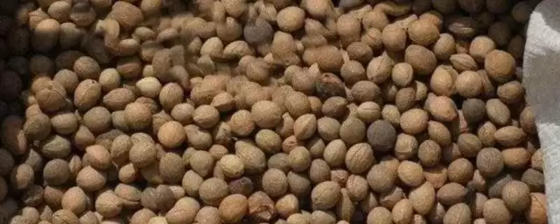 白芍选种方法(白芍选种有哪些科学有效的方法及其对生长的影响)插图 白芍选种方法(白芍选种有哪些科学有效的方法及其对生长的影响)插图