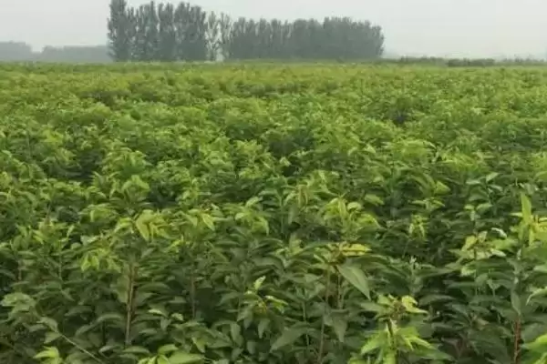 矮化大樱桃定植时间原因(矮化大樱桃3月和12月定植的原因和种植要点)插图3