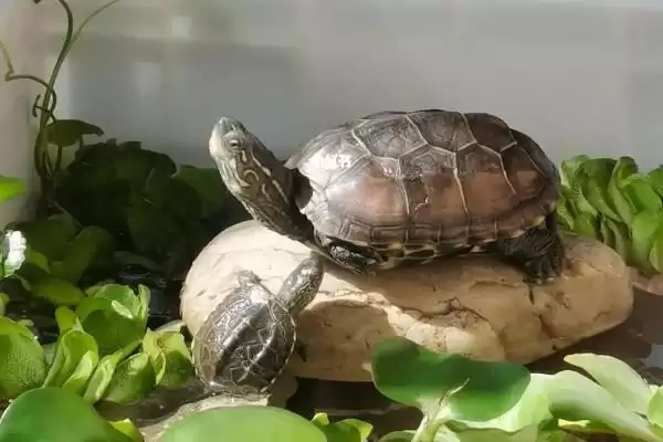 巴西龟作息规律(巴西龟作息规律及其在养殖中的时间管理要点)插图9