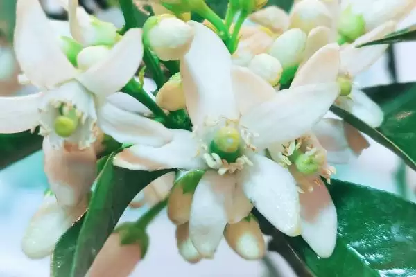 广东蜜源植物(广东有哪些常见蜜源植物及其花期呢)插图2