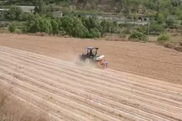 高粱高产栽培技术(高粱高产栽培有哪些关键技术要点呢)插图4