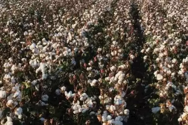 巴西海岛棉优势(巴西海岛棉独特优势及其在棉花市场上的竞争力)插图1