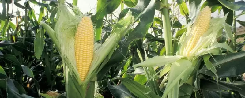 萃甜糯938玉米品种简介(萃甜糯938玉米品种介绍要点是什么呢)插图 萃甜糯938玉米品种简介(萃甜糯938玉米品种介绍要点是什么呢)插图