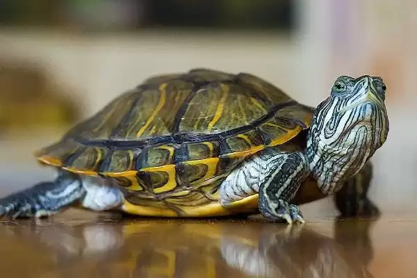 阿莫西林治乌龟病(阿莫西林可治乌龟肺炎等病的用药原理和治疗方法)插图1