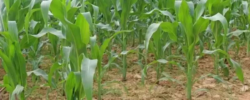 保糯5号玉米种简介(保糯5号玉米种啥特征、产量高不高)-会东网