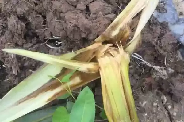 中抗茎腐病的LG1611玉米种子,特性究竟怎样?插图3 中抗茎腐病的LG1611玉米种子,特性究竟怎样?插图3