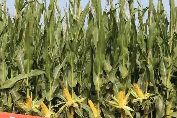 A508玉米种子选择肥力好地块种植的原因分析插图1