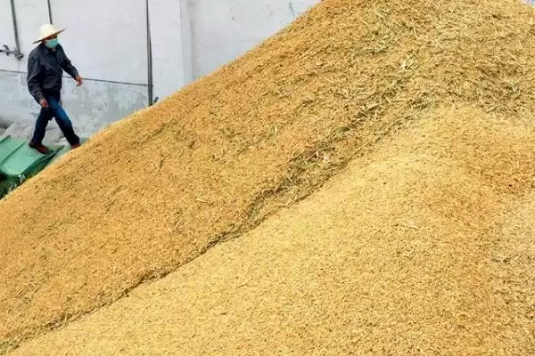稻谷和玉米的储存年限(稻谷和玉米能储存多久呢)插图1