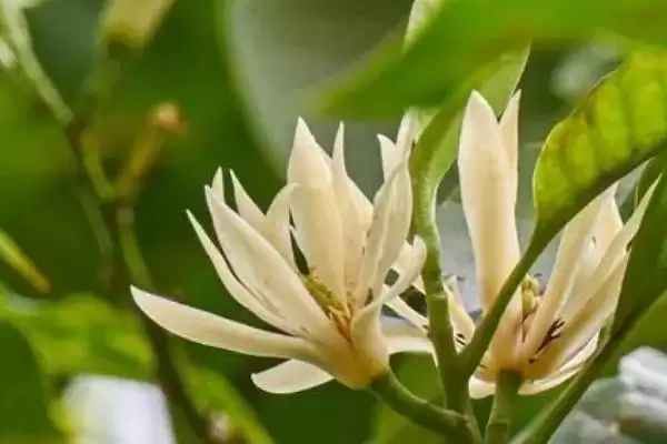 白兰花夏季养护的要点 (白兰花夏季防阳光直射还有什么养护重点)插图4