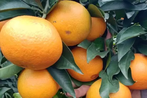 爱媛38号品种特性(爱媛38号是早熟杂柑品种的特性和市场前景)插图3