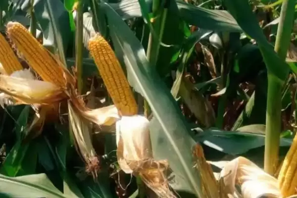 适宜密度为4500株/亩左右的GF118玉米种子,特性如何?插图3 适宜密度为4500株/亩左右的GF118玉米种子,特性如何?插图3