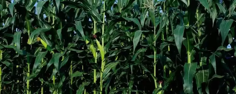 锋登玉9号玉米品种简介(锋登玉9号品种特性、产量、推广价值)-会东网