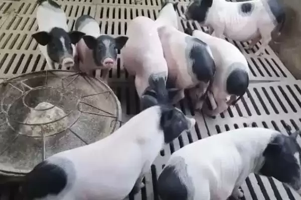 巴马香猪室外超20℃放牧,养殖要点有哪些插图2 巴马香猪室外超20℃放牧,养殖要点有哪些插图2