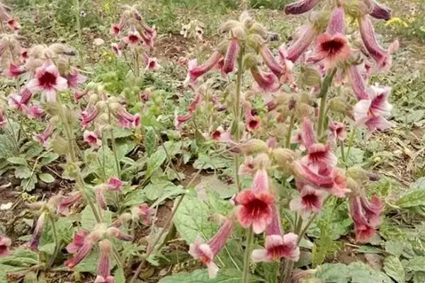 地黄生长条件(地黄生长需要哪些条件呢)插图1