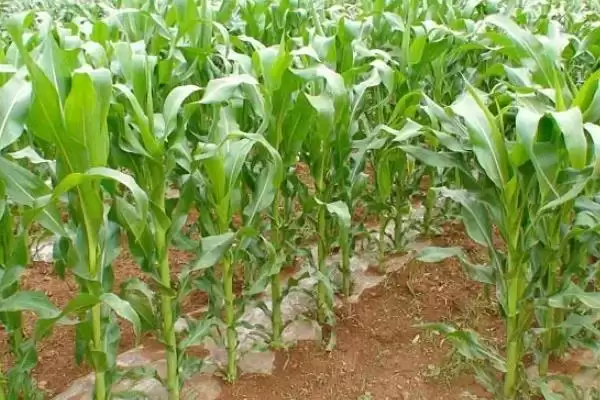 丰云668玉米种子简介(丰云668种子特征、种植、产量效益)插图3 丰云668玉米种子简介(丰云668种子特征、种植、产量效益)插图3