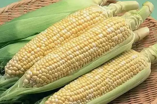 晨光3号玉米品种的特性(晨光3号玉米品种特性是怎样的呢)插图3