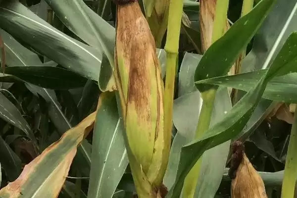 中抗大斑病的MC807玉米品种，特性究竟怎样？插图3