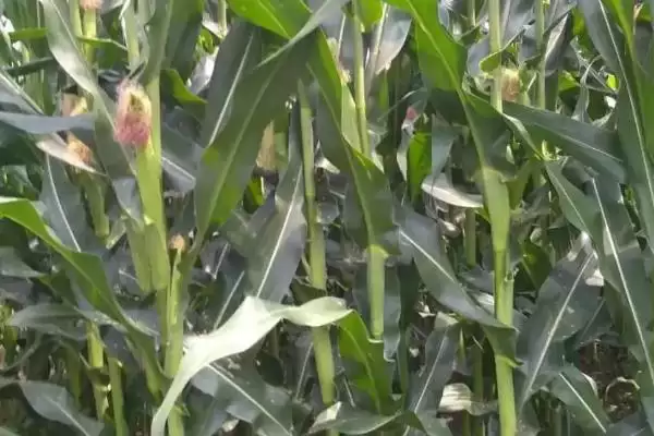 东方农3号玉米种子特点(东方农3号种子有啥特点)插图2