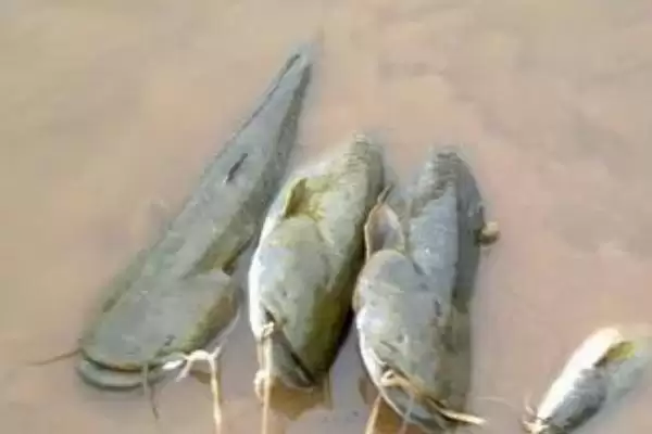 白天钓鲶鱼钓深水的原因(白天钓鲶鱼选择深水区域的具体原因是什么呢)插图1 白天钓鲶鱼钓深水的原因(白天钓鲶鱼选择深水区域的具体原因是什么呢)插图1