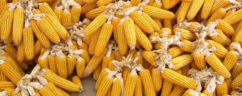 A20玉米品种矮花叶病防治方法与品种特性-会东网