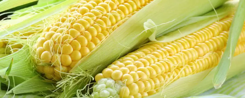 承玉98玉米种子介绍(承玉98玉米种子有哪些详细介绍呢)-会东网
