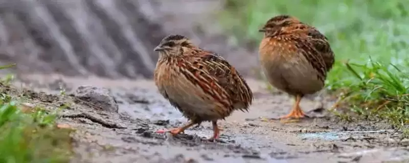 鹌鹑与鸽子对比(鹌鹑与鸽子科属等对比及其在用途和养殖上的区别)-会东网