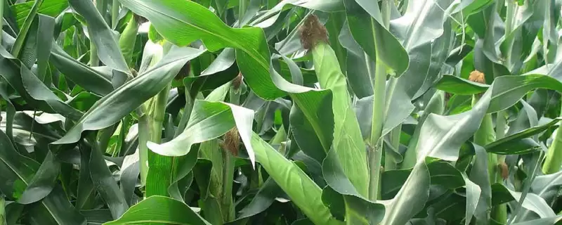 TW589玉米种子特点深度剖析,中抗茎腐病实用价值-会东网