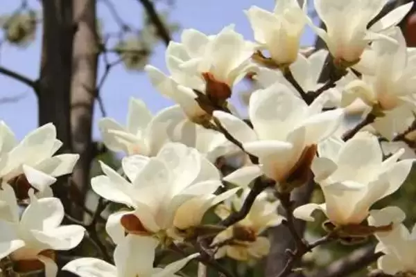 白玉兰花期养护要点(白玉兰花期养护需要注意哪些关键要点和技巧)插图3