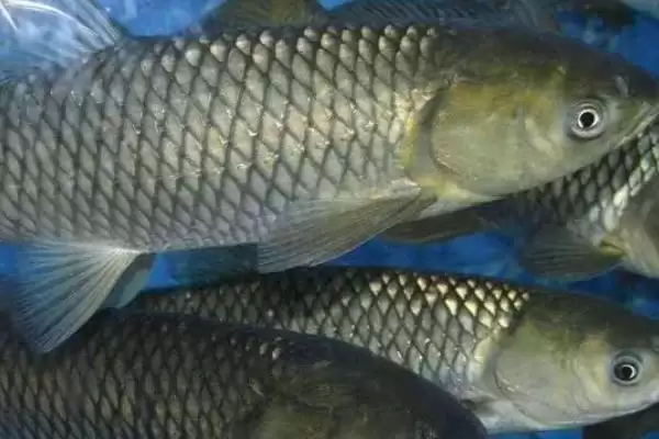 纯香型鱼饵1#鲫饵料介绍(纯香型鱼饵1#鲫饵料在成分、适用场景上如何介绍)插图5 纯香型鱼饵1#鲫饵料介绍(纯香型鱼饵1#鲫饵料在成分、适用场景上如何介绍)插图5