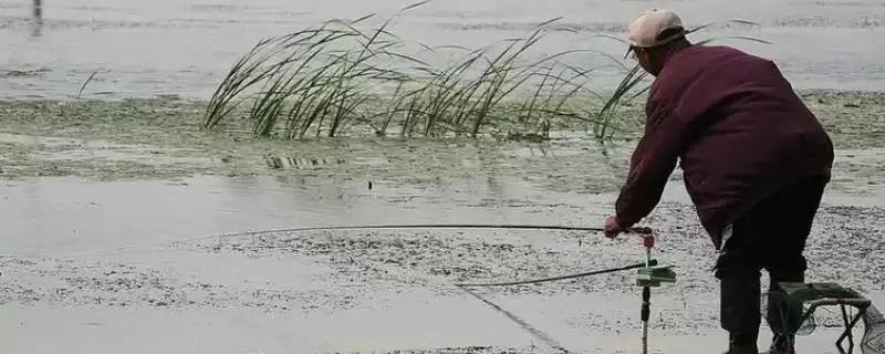 4H鱼竿用多大线组(4H鱼竿在不同垂钓场景下适合搭配多大线组呢)-会东网