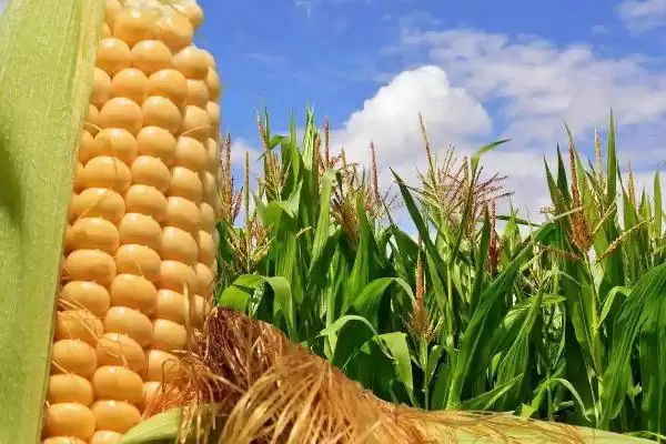 安泰168玉米种简介,中等肥力以上地块栽培要点插图2 安泰168玉米种简介,中等肥力以上地块栽培要点插图2