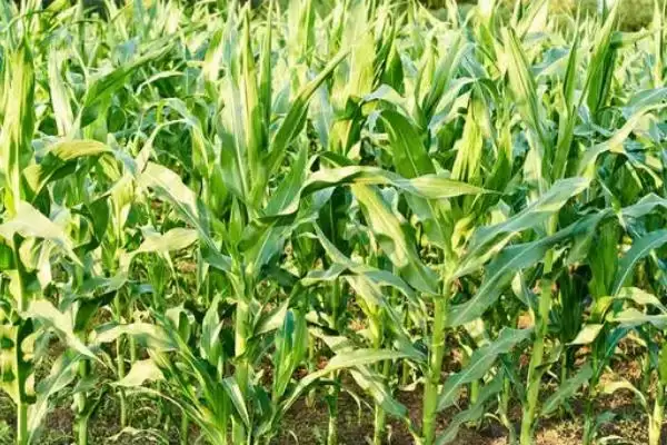 爱农玉2008玉米品种特性,相关要点全面解读插图1 爱农玉2008玉米品种特性,相关要点全面解读插图1